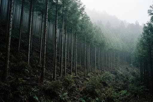 A young sugi plantation on a managed hillside — the forest cycle Analema's model is built around (concept rendering)
